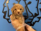 Tea Cup Apri̇cot Toy Poodle Bebekleri̇mi̇z