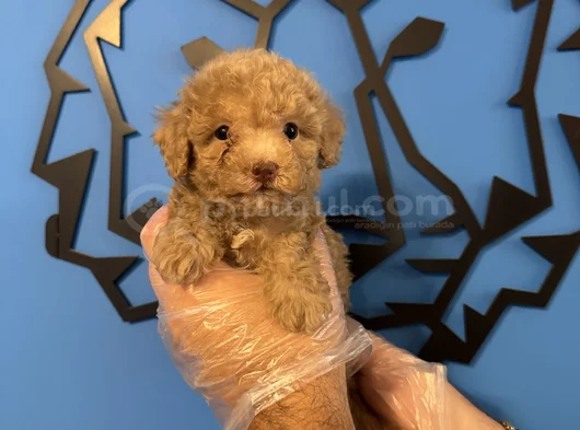 TEA CUP APRİCOT TOY POODLE BEBEKLERİMİZ