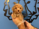 Tea Cup Apri̇cot Toy Poodle Bebekleri̇mi̇z