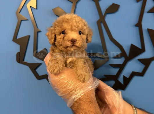 Tea Cup Apri̇cot Toy Poodle Bebekleri̇mi̇z görsel