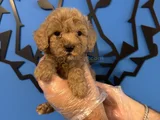 Tea Cup Apri̇cot Toy Poodle Bebekleri̇mi̇z