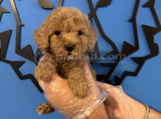 Tea Cup Apri̇cot Toy Poodle Bebekleri̇mi̇z görsel