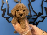 Tea Cup Apri̇cot Toy Poodle Bebekleri̇mi̇z