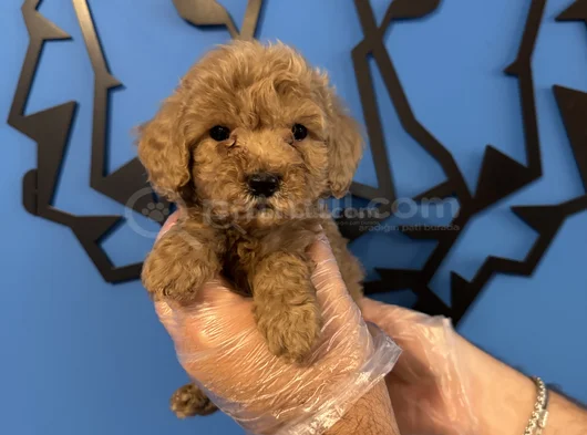 Tea Cup Apri̇cot Toy Poodle Bebekleri̇mi̇z görsel