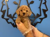 Tea Cup Apri̇cot Toy Poodle Bebekleri̇mi̇z