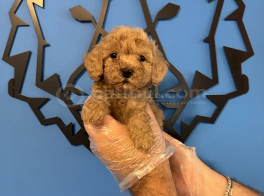 Tea Cup Apri̇cot Toy Poodle Bebekleri̇mi̇z görsel