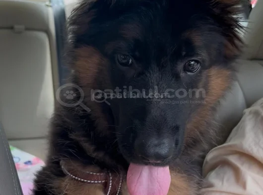 3 Aylık Erkek Alman Çoban Yavrusu