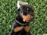 King Koca Patili Estetikli Estetiksiz Doberman Bebekler