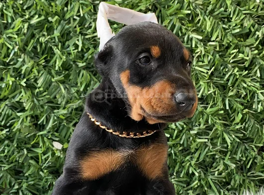 King Koca Patili Estetikli Estetiksiz Doberman Bebekler görsel