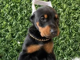 King koca patili estetikli estetiksiz doberman bebekler