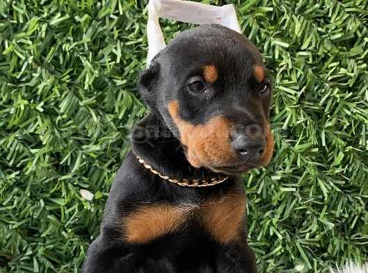 King Koca Patili Estetikli Estetiksiz Doberman Bebekler