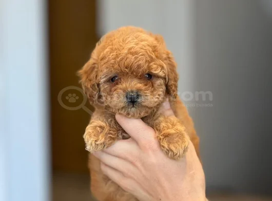 Orjınal Toy Poddle