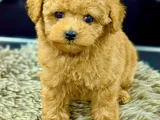 Orjınal Toy Poddle