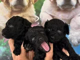 Si̇yah Toypoodle Yavrular Karta Taksi̇tle Heryere Gönderi̇li̇r