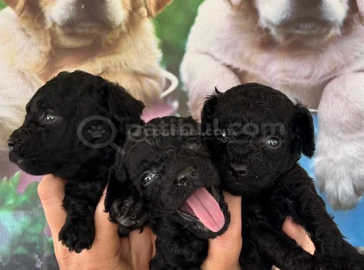 Si̇yah Toypoodle Yavrular Karta Taksi̇tle Heryere Gönderi̇li̇r görsel