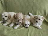 Maltese Yavrularımız