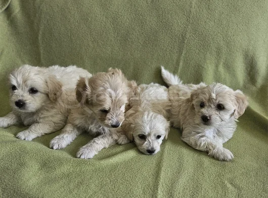 Maltese Yavrularımız görsel