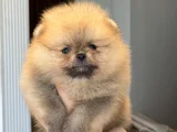 Orjınal Tedy Bear Gülem Yüz