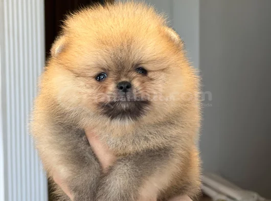Orjınal Tedy Bear Gülem Yüz görsel