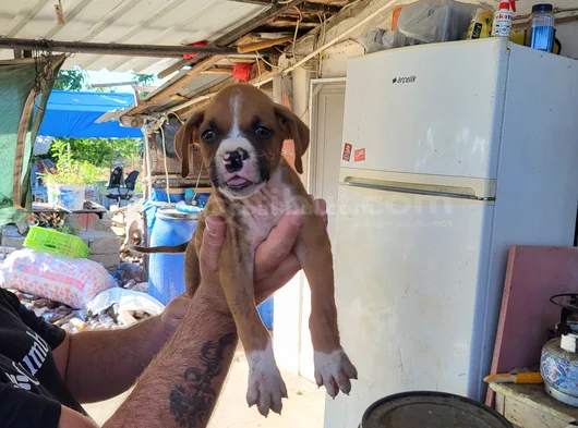 Erkek Boxer Yavrularımız Yeni Ailelerine Gitmeye Hazirlar görsel