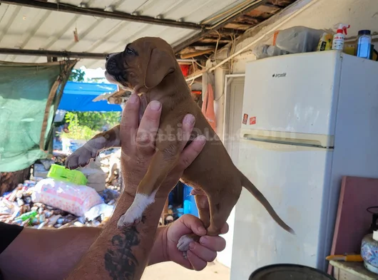 Erkek Boxer Yavrularımız Yeni Ailelerine Gitmeye Hazirlar görsel