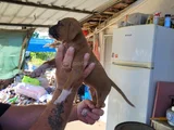 Erkek Boxer Yavrularımız Yeni Ailelerine Gitmeye Hazirlar