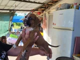 Erkek Boxer Yavrularımız Yeni Ailelerine Gitmeye Hazirlar