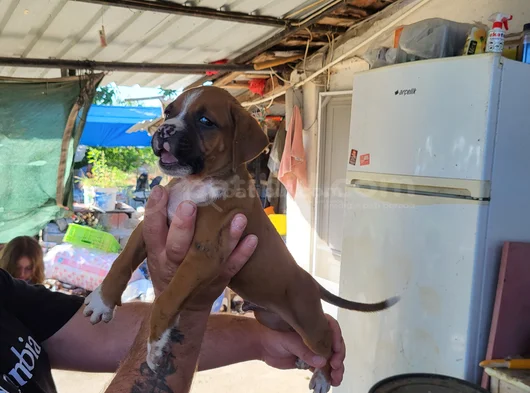 Erkek Boxer Yavrularımız Yeni Ailelerine Gitmeye Hazirlar görsel