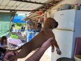 Erkek Boxer Yavrularımız Yeni Ailelerine Gitmeye Hazirlar