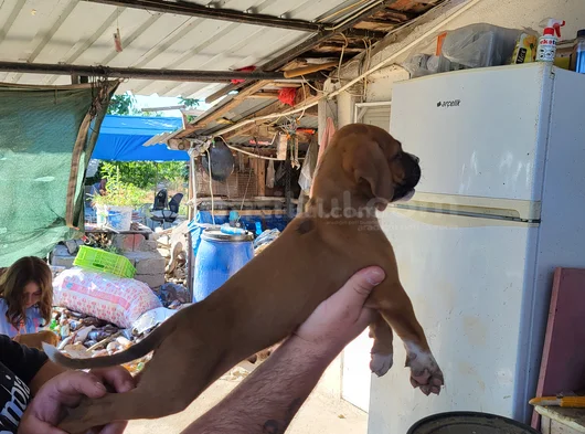 Erkek Boxer Yavrularımız Yeni Ailelerine Gitmeye Hazirlar görsel