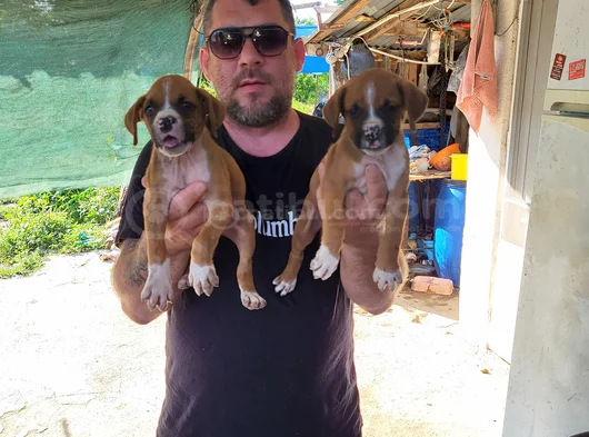 Erkek Boxer Yavrularımız Yeni Ailelerine Gitmeye Hazirlar görsel