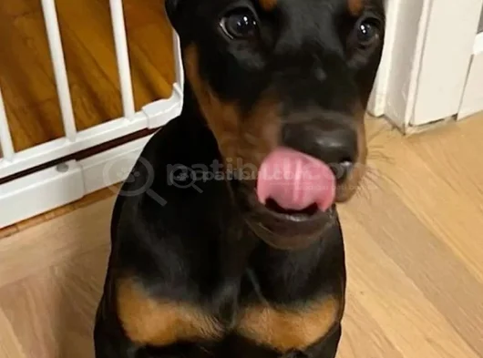 Biblo Gibi Doberman Yavrular Dikkatleri Üzerine Çek görsel