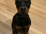 Biblo gibi doberman yavrular dikkatleri üzerine çek