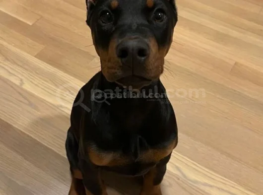 Biblo gibi doberman yavrular dikkatleri üzerine çek