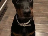 Biblo Gibi Doberman Yavrular Dikkatleri Üzerine Çek