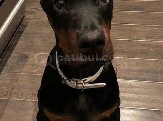 Biblo Gibi Doberman Yavrular Dikkatleri Üzerine Çek görsel