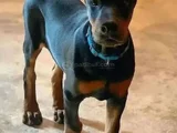 Biblo Gibi Doberman Yavrular Dikkatleri Üzerine Çek