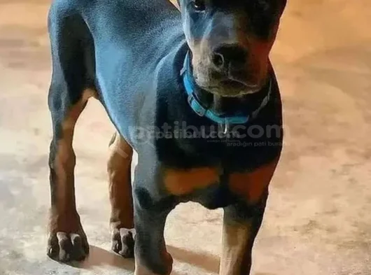 Biblo Gibi Doberman Yavrular Dikkatleri Üzerine Çek görsel