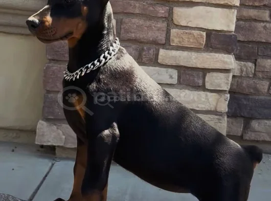 Biblo Gibi Doberman Yavrular Dikkatleri Üzerine Çek görsel