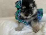 4 aylık pomerian boo dişi