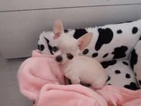 TEACUP ÜST KALİTE BEBEKLERİMİZ