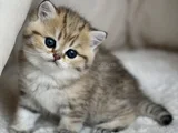 Benzersiz Black Golden British Shorthair