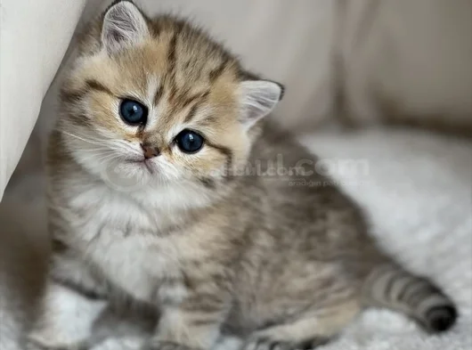Benzersiz Black Golden British Shorthair görsel