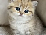 Benzersiz Black Golden British Shorthair