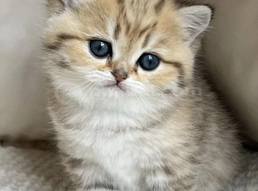 Benzersiz Black Golden British Shorthair görsel