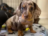EN Özel CHOCOLATE MERLE ÖZEL DACSHUND YAVRUMUZ