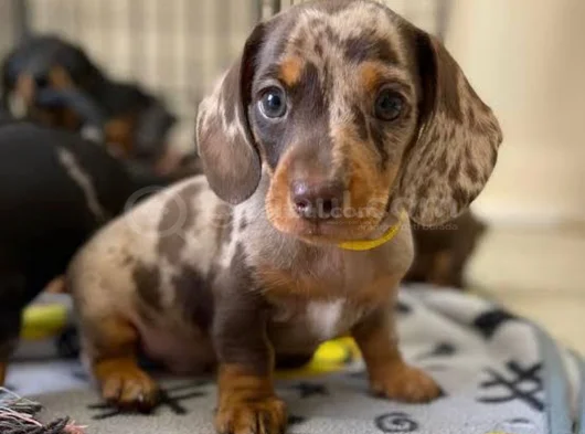 En Özel Chocolate Merle Özel Dacshund Yavrumuz