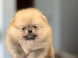 Orjınal TEDY BEAR GÜLEM YÜZ
