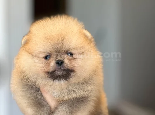 Orjınal Tedy Bear Gülem Yüz