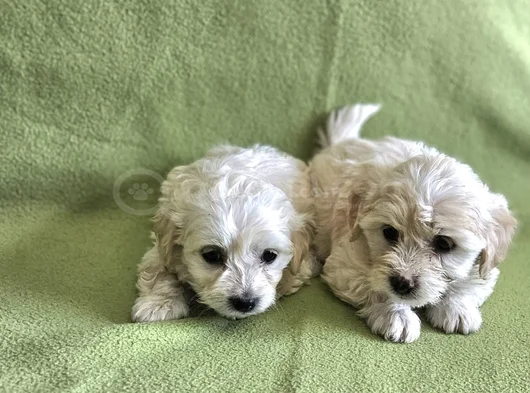 Maltese Yavrularımız görsel